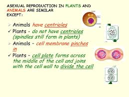We did not find results for: Mitosis And Asexual Reproduction Ppt Download