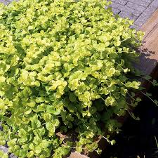 Image result for Lysimachia djalonis