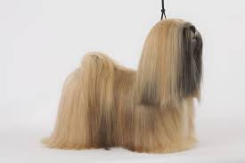 Log In The New York Times Westminster Dog Show Dog Show Lhasa Apso