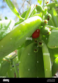 Image result for Tapinanthus