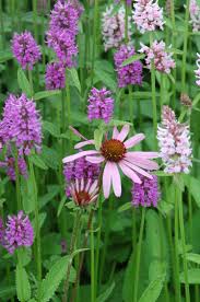 Image result for Stachys