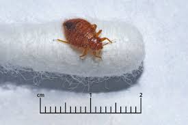 Official website · non toxic · brand new · safe ingredients Bedbugs Nhs