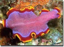 Their spiny teeth, though menacing, serve. Pink And Red With Some Yellow Flatworm Sea Slug Sea Creatures Underwater Life