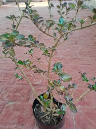 Image result for Craibia zimmermannii