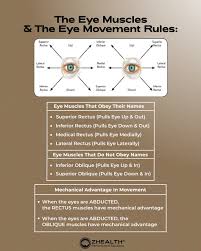Image result for Extraocular Movement