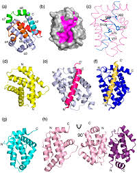 The Bcl-2 Family: Ancient Origins, Conserved Structures, and Divergent  Mechanisms