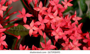 Image result for Rubiaceae