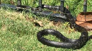 A large black snake that i saw in my yard. What Should I Do When I See A Snake 11alive Com