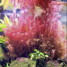 Image result for Rotala fontinalis