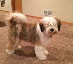 Tibetan Terrier Puppies For Sale Minneapolis Mn Tibetan Terrier Terrier Breeds Terrier Puppies