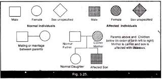 Pedigree Analysis Of Hemophilia Explained With Diagram