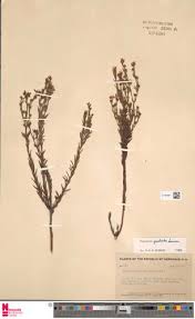 Image result for Hypericum lalandii