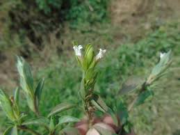 Image result for Asystasia mysorensis