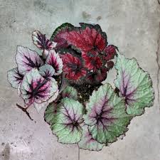 Image result for Begonia rex