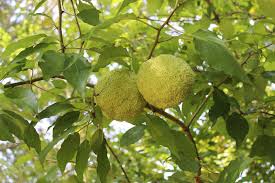 Image result for Maclura