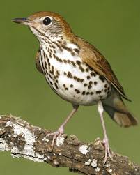Wood Thrush Audubon Field Guide Birds Beautiful Birds Colorful Birds