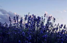 Free laptop wallpaper 54 wallpaper collections odebian you can download them free. Lavender Watercolor Desktop Wallpaper Landscape Paintings Acrylic Photography Wallpaper