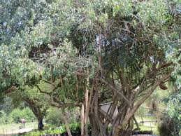 Image result for Cordia afra