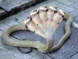 نتیجه جستجوی لغت [headed] در گوگل