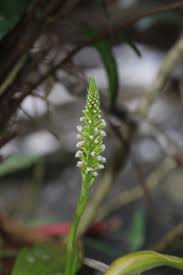 Image result for Goodyera afzelii