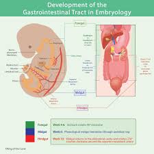 Image result for Embryology