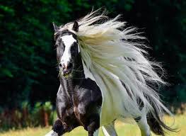 مدونة شريف نزيه أكبر و أجمل صور للخيول العربيه 2013 Animals Beautiful Horses Animals