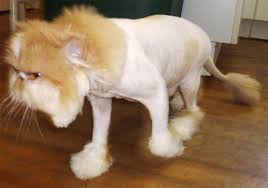 A household cat gets a lion cut makeover. Grooming Nova Cat Clinic Arlington Va Cat Only Veterinarian Hospital