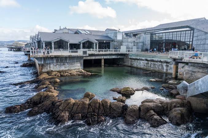 Monterey Bay Aquarium: One of the Best Aquariums in the World - California Through My Lens