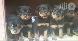 How to reserve a puppy. Archive Box Head Giant German Rottweiler Puppy Puppies For Sale In Lagos State Dogs Puppies All Things Pets Ng Jiji Ng