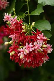 Pin On Flowers Breathtaking