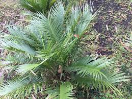 Image result for Tinnea zambesiaca