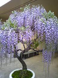 Potted Wisteria Tree Wisteria Bonsai Wisteria Tree Wisteria Plant