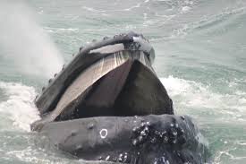Humpback whales can grow to as long as 50ft (15m) and weigh about 36 tons. Whale Facts And Information Whale And Dolphin Conservation