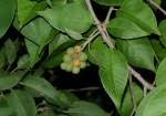 Image result for Croton leuconeurus