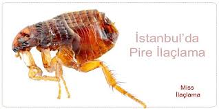 Istanbul Pire Ilaclama Istanbul Da Pire Ilaclamasi Kopek Cevre Sagligi Istanbul