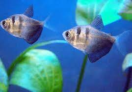 These eggs will usually hatch within 24 hours of the female laying them, granted that your tank conditions are ideal. Black Skirt Tetra Fish à¤à¤• à¤µ à¤° à¤¯à¤® à¤• à¤« à¤¶ In Sehore Bhopal Blue Pearl Id 14289092988