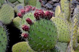 It requires you to engage in physical activities, and most importantly eat a healthy diet. Don T Be Spineless Eat Cactus Nutrition And Food Safety