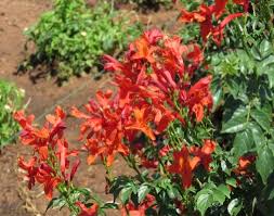 Image result for Tecomaria nyassae