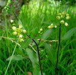 Image result for Eschenbachia