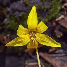 Lime throat, mahogany bronzy orange to apricot and yellow. Erythronium Americanum Wikipedia