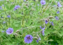 Image result for Geranium bohemicum Orhcid Blue