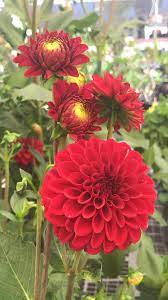 Beautiful Red Dahlias Video In 2020 Planting Flowers Dahlia Flower Flowers