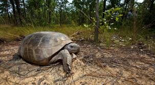 Maybe you would like to learn more about one of these? Gopher Tortoise Species Profile