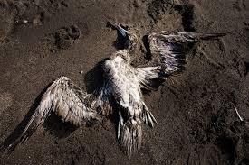 نتیجه تصویری برای پرندگان مرده