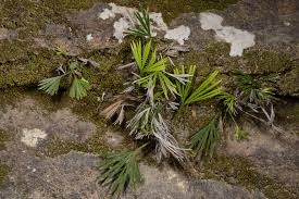 Image result for Actiniopteris semiflabellata