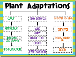 Slide2 Plant Adaptations Fourth Grade Science 4th Grade Science