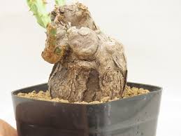 Image result for Euphorbia platyrrhiza