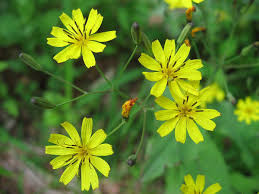 Image result for Multidentia exserta