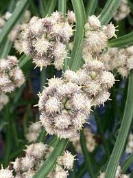 Image result for Schoenoplectus sp.no.3