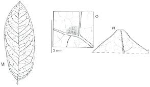 Image result for Entandrophragma delevoyi